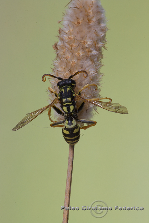 Polistes